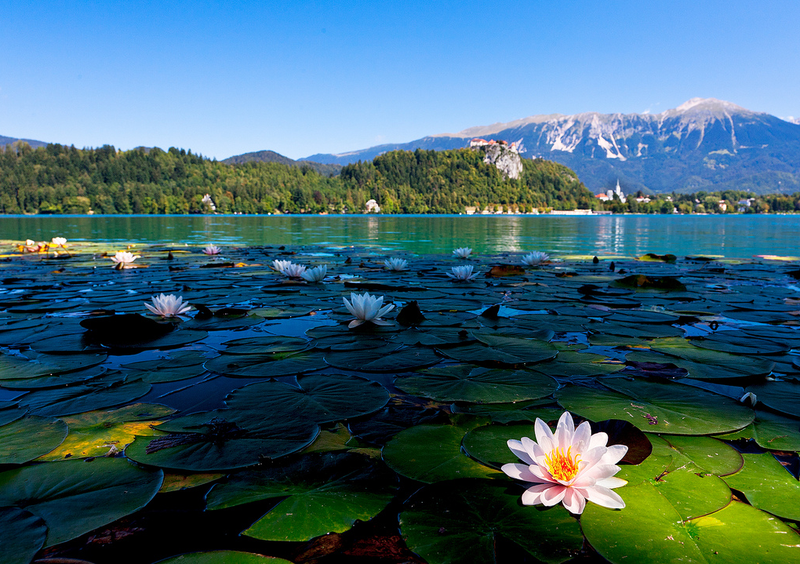 Покажи красоту. Красота окружающего мира. Фоторассказ красота воды. Удивительные красоты мира. Озеро с лилиями в горах.