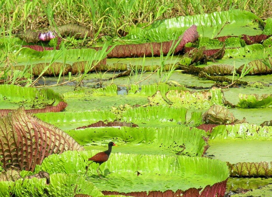 Водное растение с красивыми крупными цветками растущее. Виктория Южная Америка. Сковородка для птиц Виктория Регия. Самые большие листья растений. Тропическое гигантское водное растение.