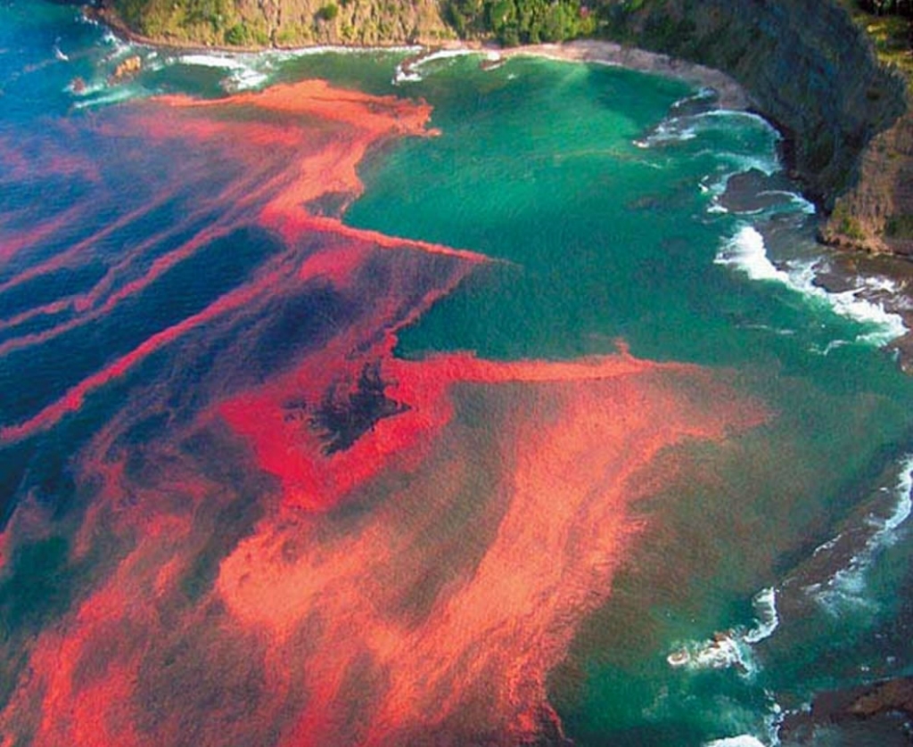 почему красное море называется красным