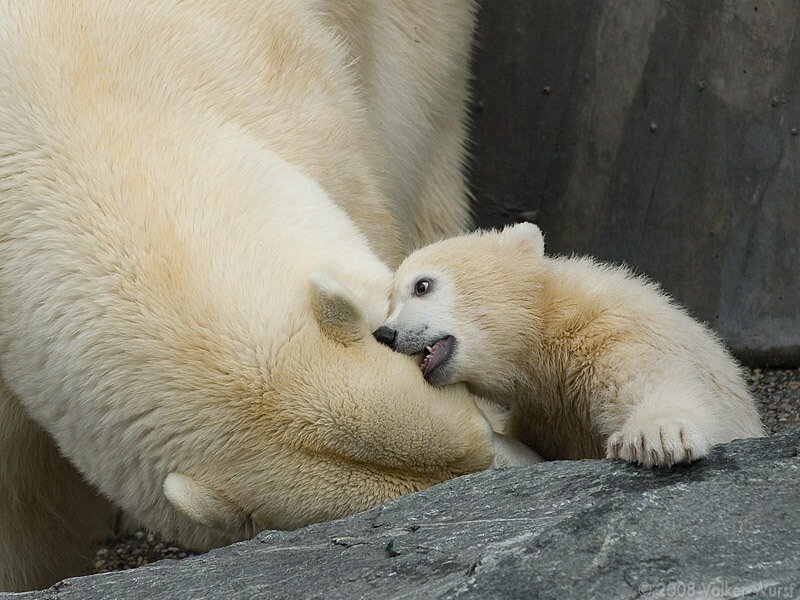 He animals. Very Sweet Baby animals - Babsy Baby Loves Sweet animal Babies.