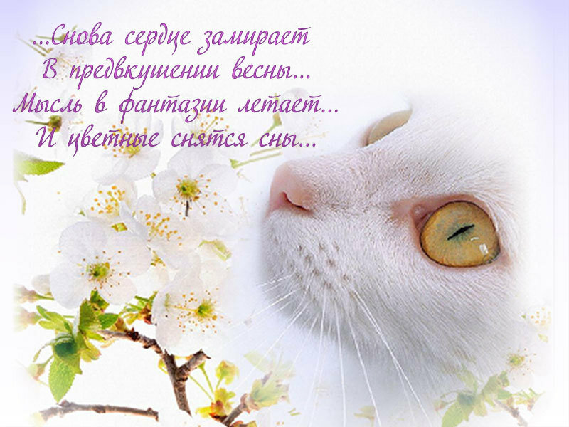 Открытки Прикольные О Весне