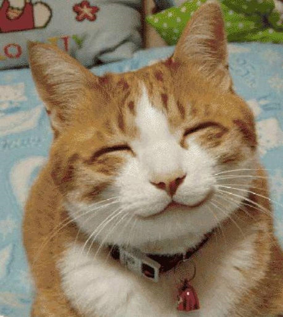 кошка улыбается картинки
