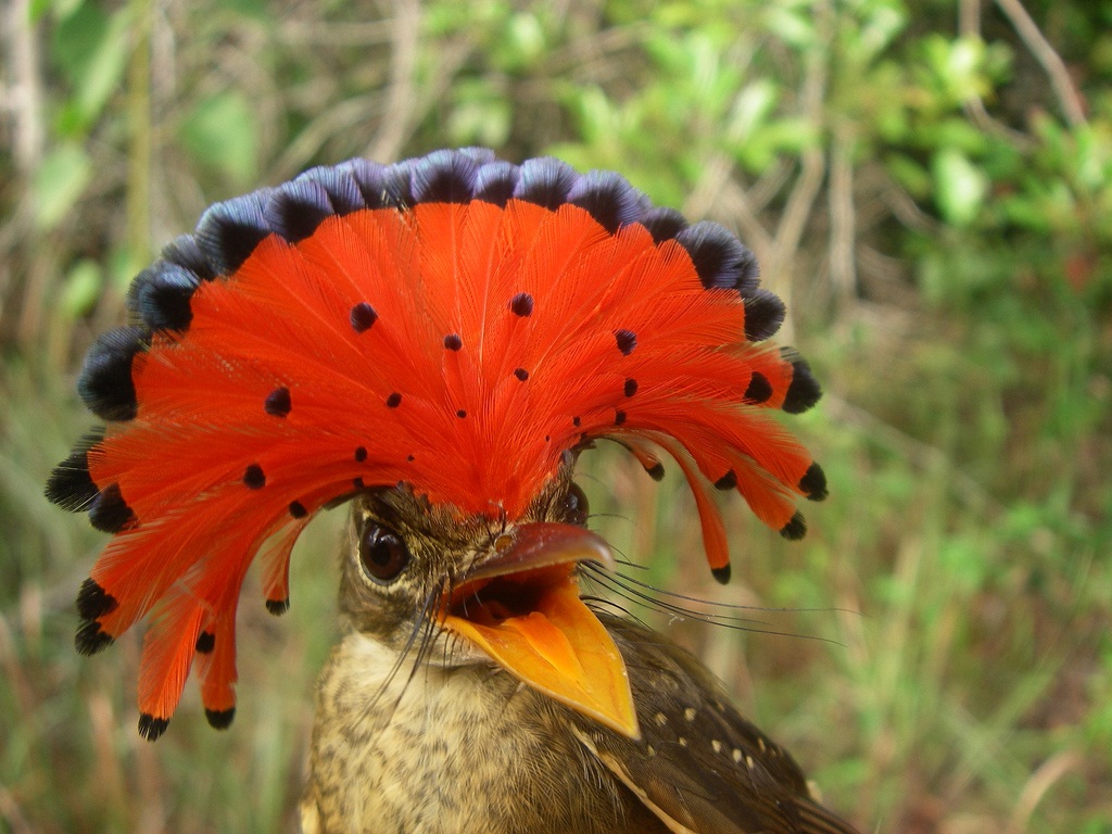 Амазонский венценосный мухоед / Onychorhynchus coronatus