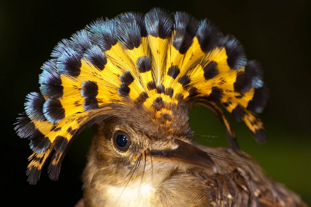 Амазонский венценосный мухоед / Onychorhynchus coronatus