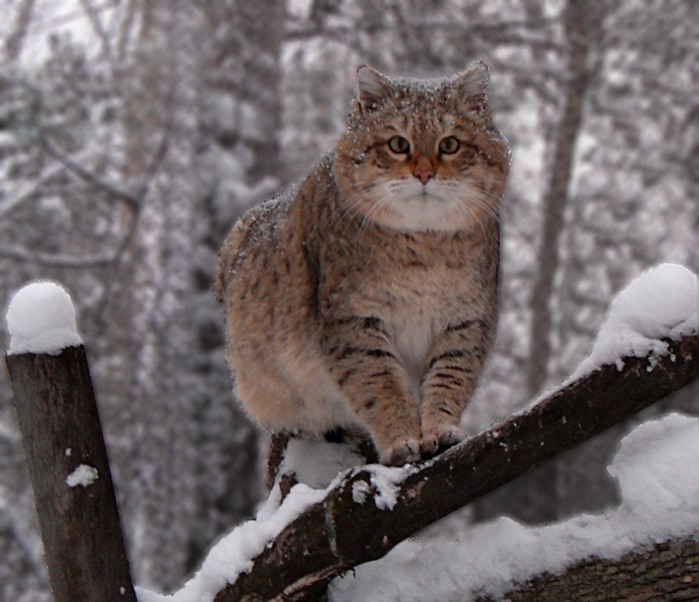 Зима проснулась. Котоматрица зима.