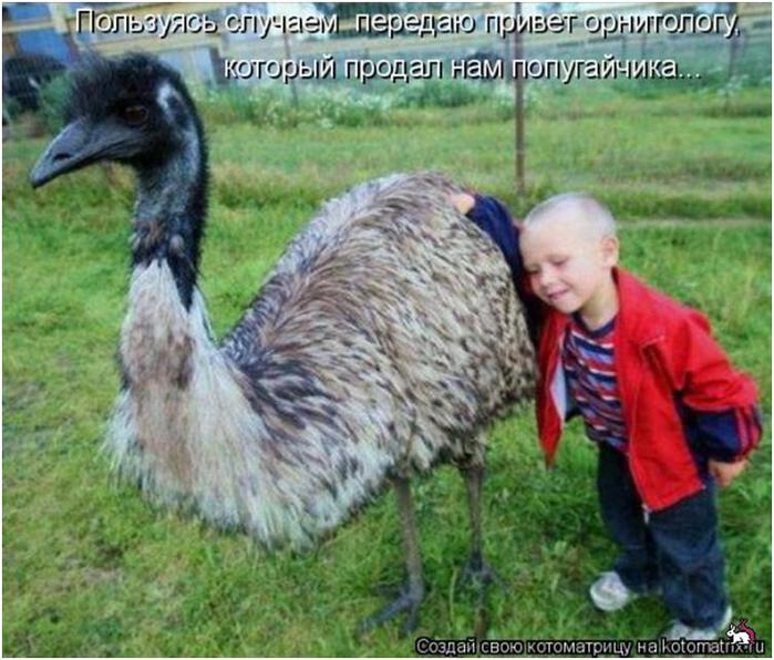 Терплю пока