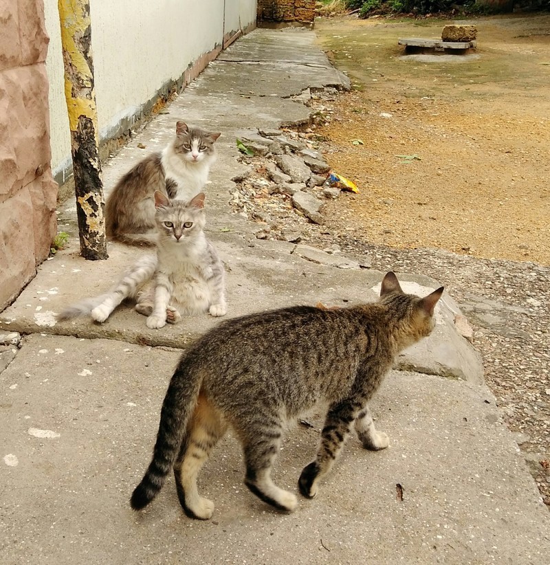 Кот везде. Коты везде пригреются. Котик 18. Коты везде фото. Картинка коты повсюду.