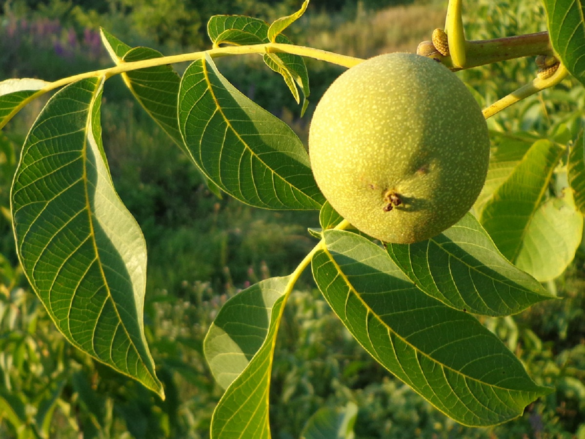 Орех грецкий (Juglans Regia)