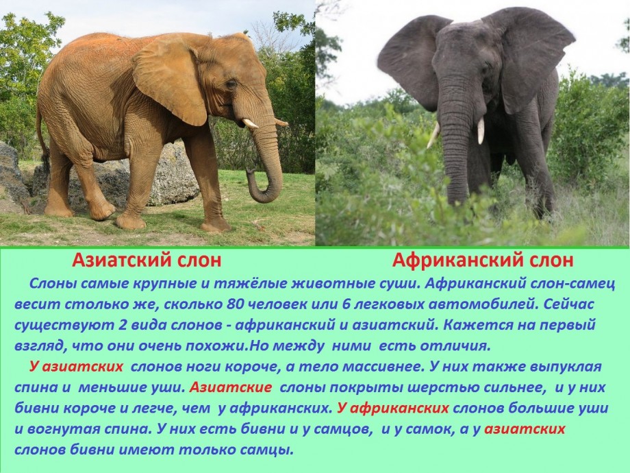 Известно что индийский слон. Африканский слон. Характеристика слона. Африканский слон и индийский слон. Африканский слон характеристика.
