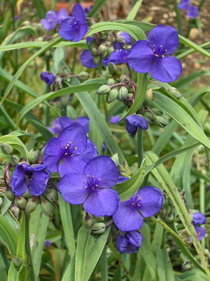 Виды традесканции (tradescantia): фото и названия разновидностей