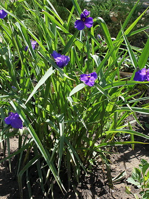 Виды традесканции (tradescantia): фото и названия разновидностей