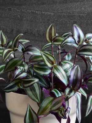 Виды традесканции (tradescantia): фото и названия разновидностей