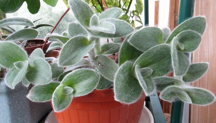 Виды традесканции (tradescantia): фото и названия разновидностей