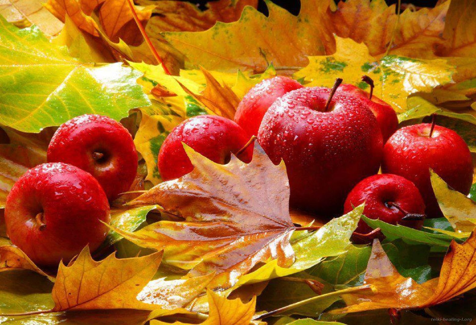 Красный золотой осень. Осень яблоки. Красивая осень. Осенние картинки красивые. Дары осени.