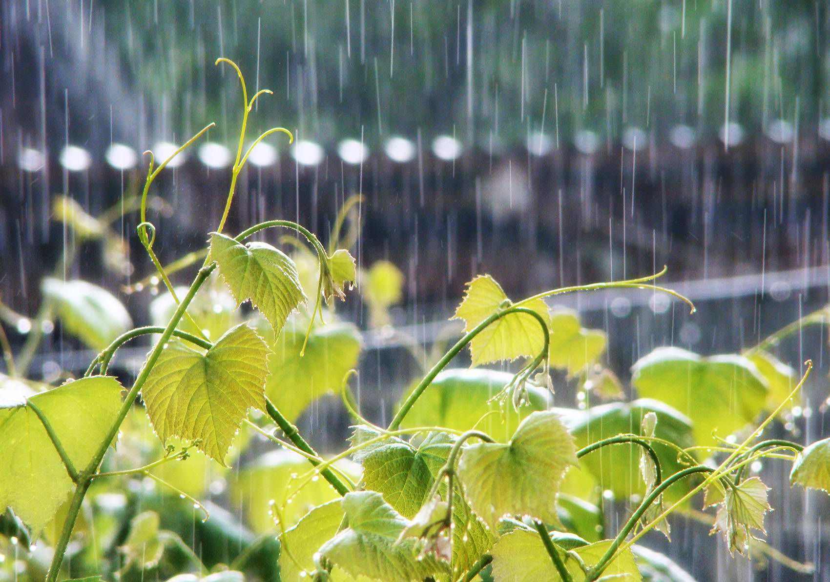 Summer rain. Ситник дождь. Лето дождь. Слепой дождь. Дождь летом.