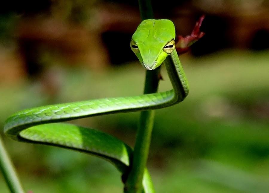Змеи в тропическом лесу. Змея длиннорылая плетевидка. Виноградная змея (длиннорылая плетевидка). Капская винная змея. Плетевидка зелёная.