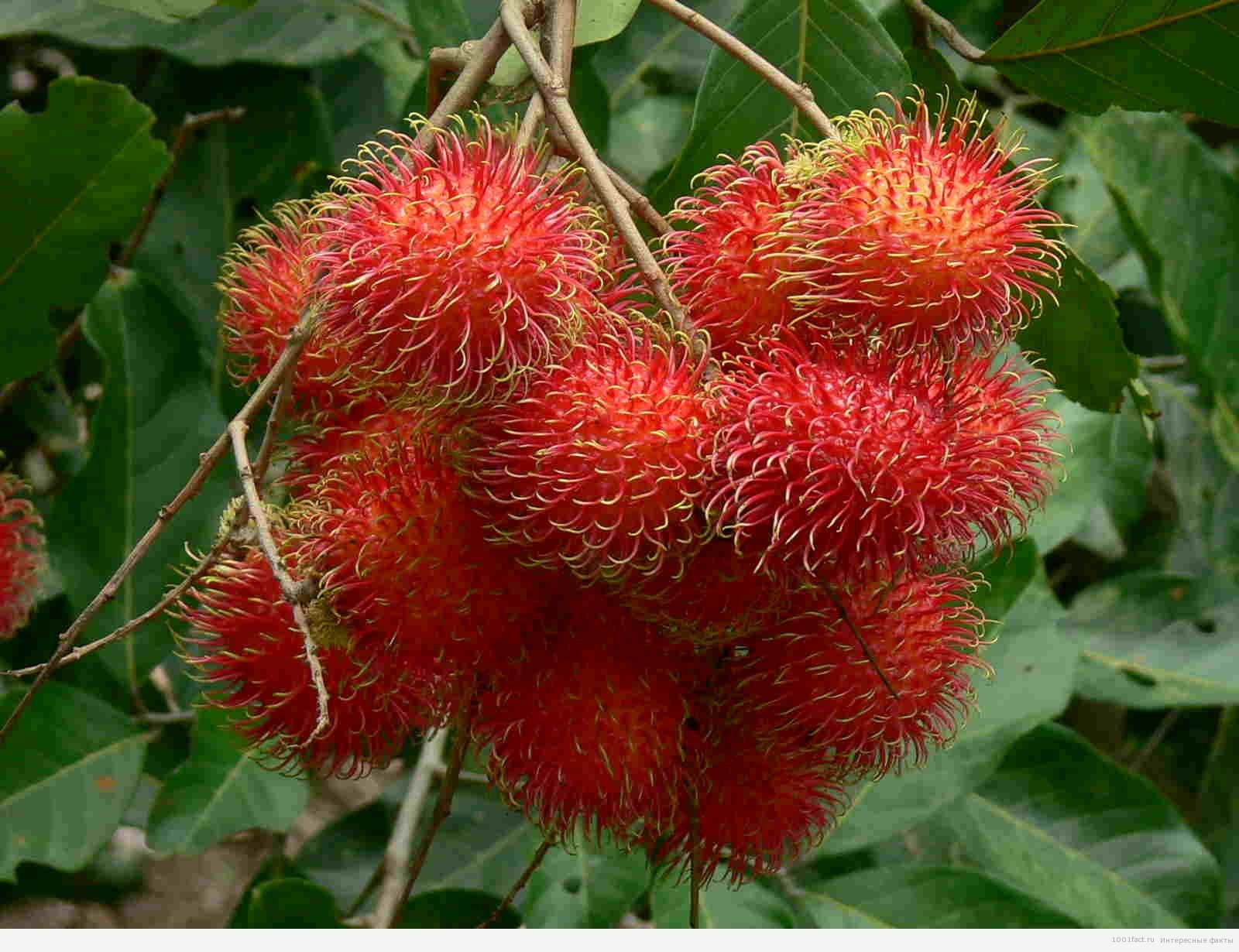 Плод похожий на каштан. Рамбутан плод. Ягода рамбутан. Тайские фрукты рамбутан. Рамбутан черимойя.