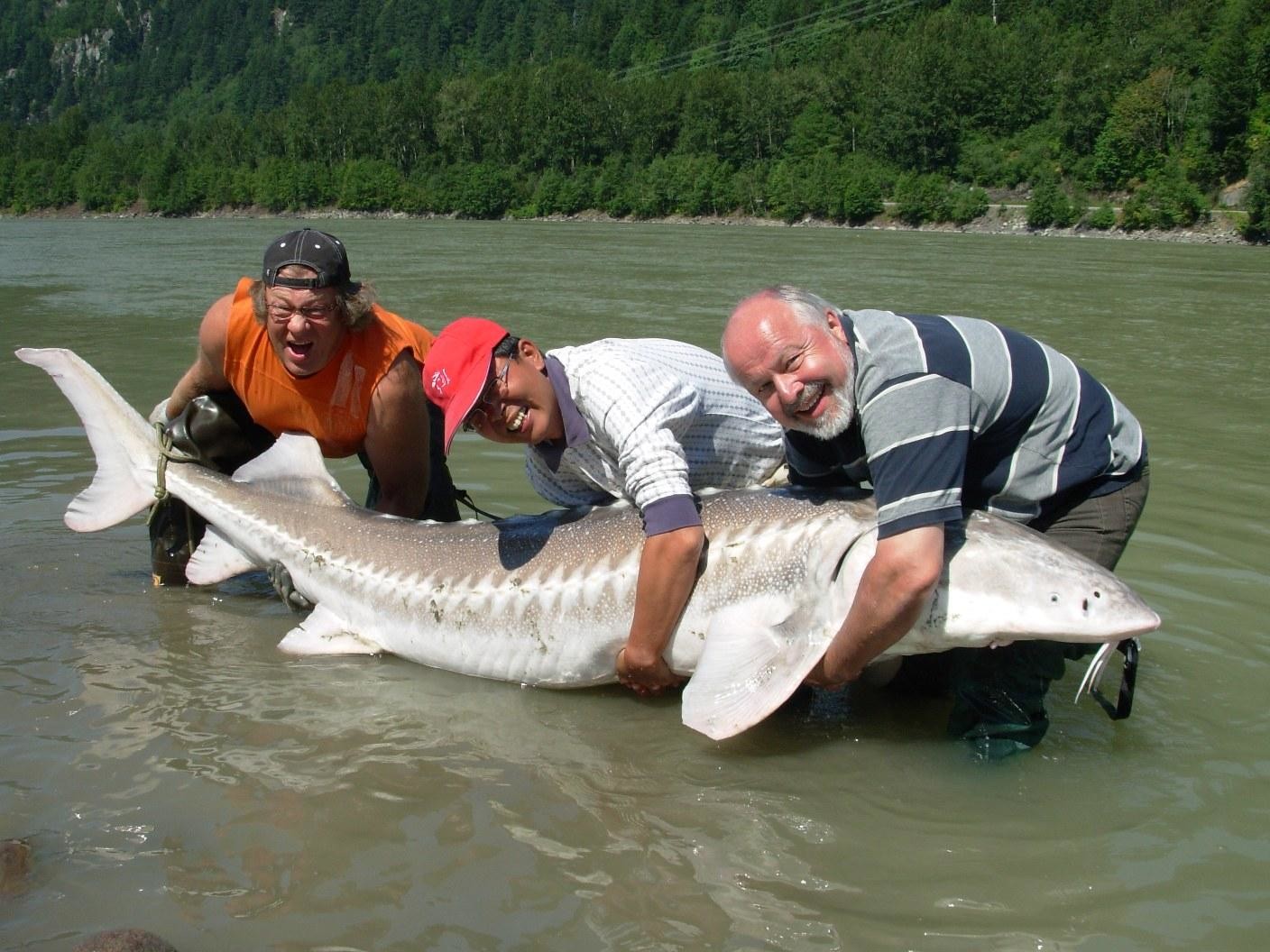 белуга в каспийском море