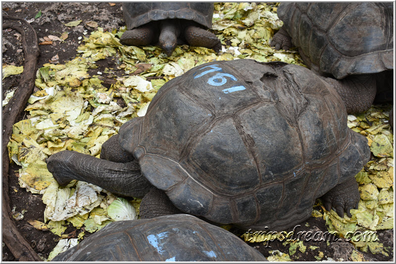 Turtle write. Занзибар черепахи. Гигантские черепахи Занзибар. Самая Старая черепаха. Черепахи Танзании.