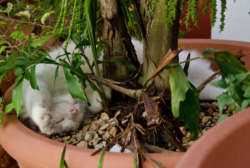 Cat plants. Кот флорист. Котоцветы. Разновидности котоцветов. Кошки в цветочных горшках фото.