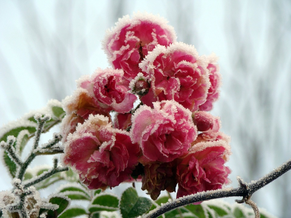 Жалко цветы. Зимние цветы. Красивые зимние цветы. Цветы в снегу. Цветы в инее.