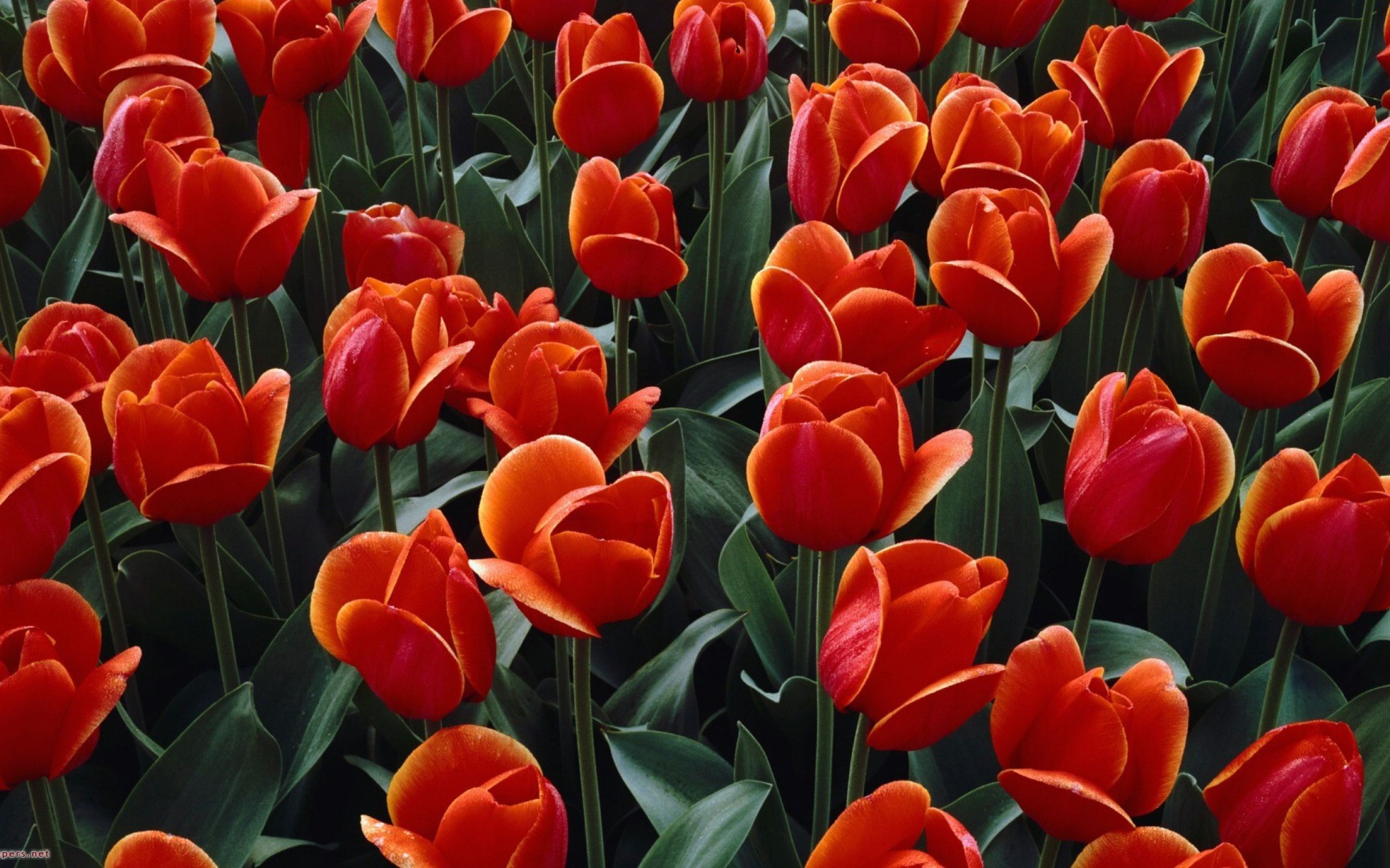 Тюльпаны красного цвета