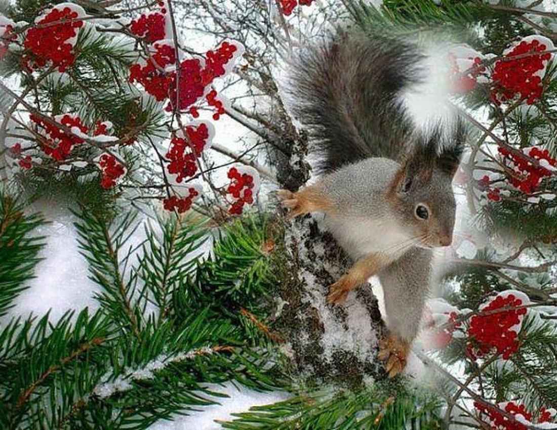 Картинки добрый зимний день с животными. Зима природа животные. Новогодние белки. Животные зимой. Белка на новогодней елке.