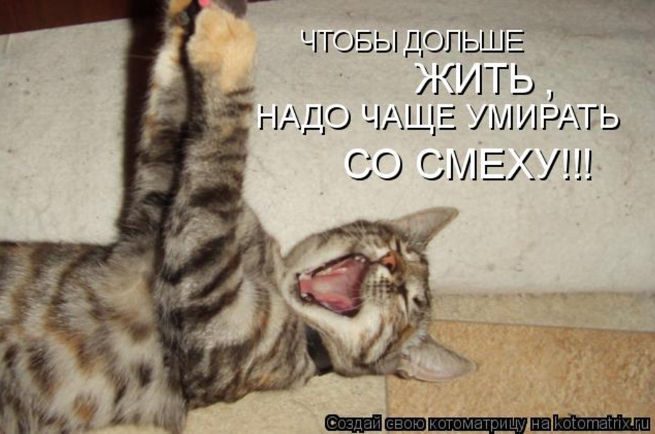 Чтобы долго жить нужно. Смех надпись. Кот смеется. Помереть со смеху. Прикол в картинках для смеха.
