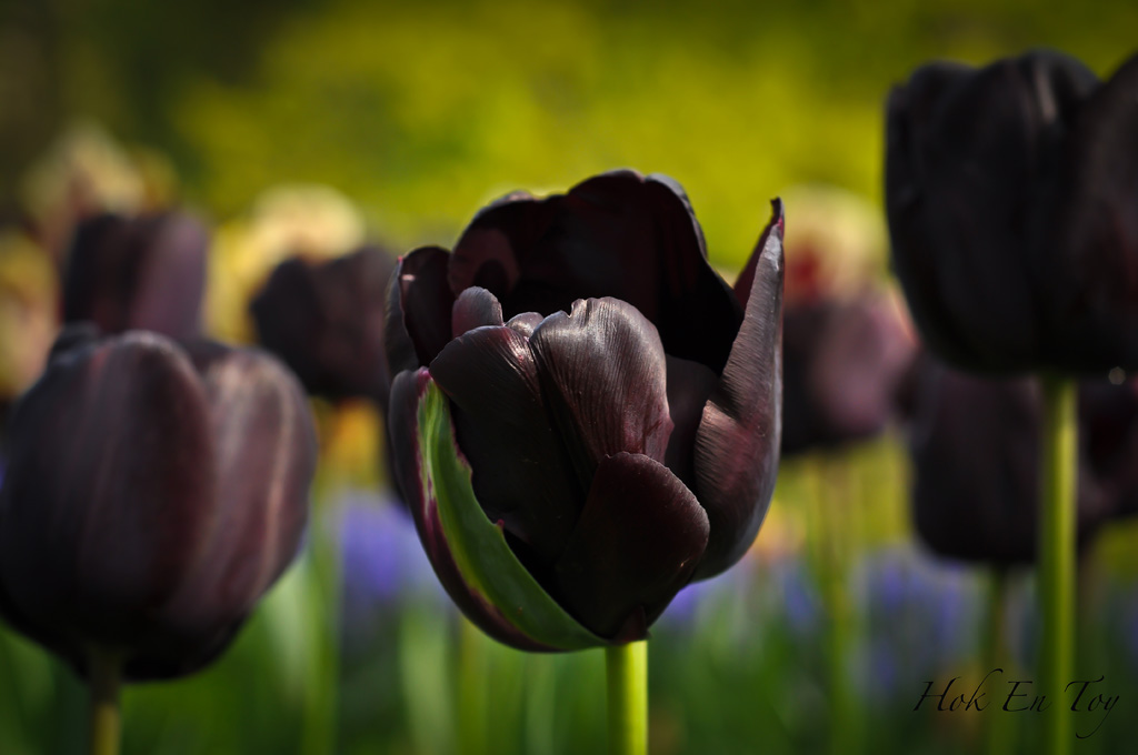 Цвет черный тюльпан