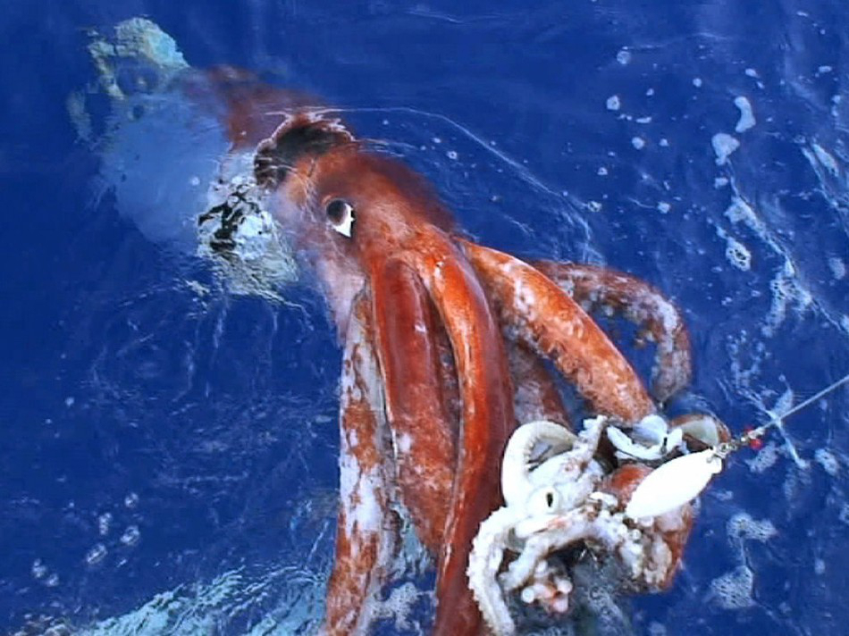 Обнаружили кальмара гигантского 